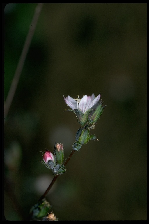 Hesperolinon drymarioides, ©1998 John Game, https://calphotos.berkeley.edu/cgi/img_query?enlarge=7271+3192+3248+0100