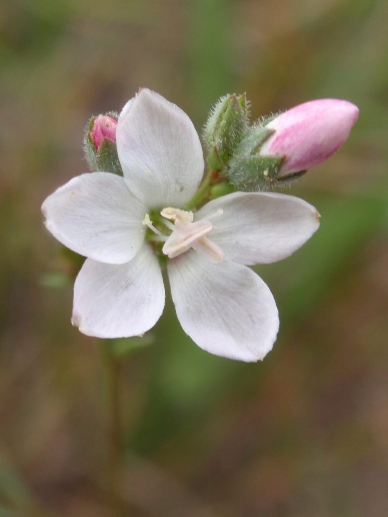 Hesperolinon congestum, By tomhilton - originally uploaded to Flickr as Marin Dwarf Flax, CC BY 2.0, https://commons.wikimedia.org/w/index.php?curid=7687119