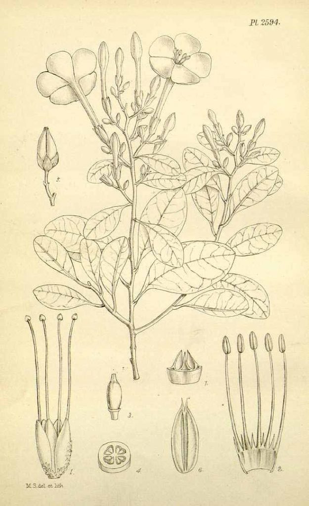 Tirpitzia sinensis (Hemsley) Hallier f., W.J. Hooker, J.D. Hooker, Icones Plantarum [Hooker’s Icones plantarum], vol. 26: t. 2594 (1899) [M. Smith], http://plantillustrations.org/illustration.php?id_illustration=49398