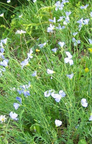 Linum extraaxillare, Opioła Jerzy CC BY 2.5, https://commons.wikimedia.org/w/index.php?curid=896865