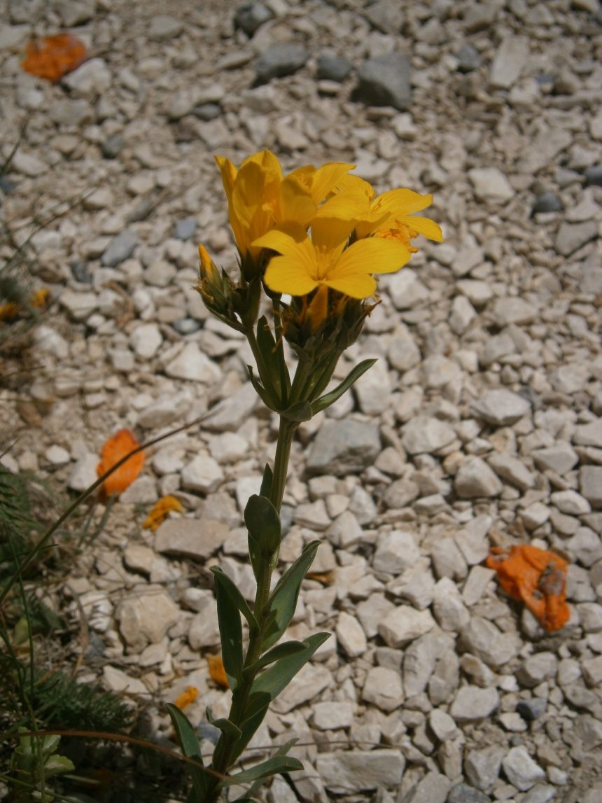 Linum flavum, Meneerke bloem, CC BY-SA 3.0, https://commons.wikimedia.org/w/index.php?curid=27637167