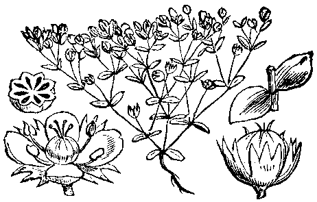Lenek stoziarn, By Martin Cilenšek - Scan from Naše škodljive rastline (1892), Public Domain, https://commons.wikimedia.org/w/index.php?curid=4629254