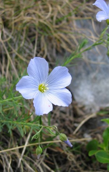 Linum alpinum, Tigerente, CC BY-SA 3.0, https://commons.wikimedia.org/w/index.php?curid=878765