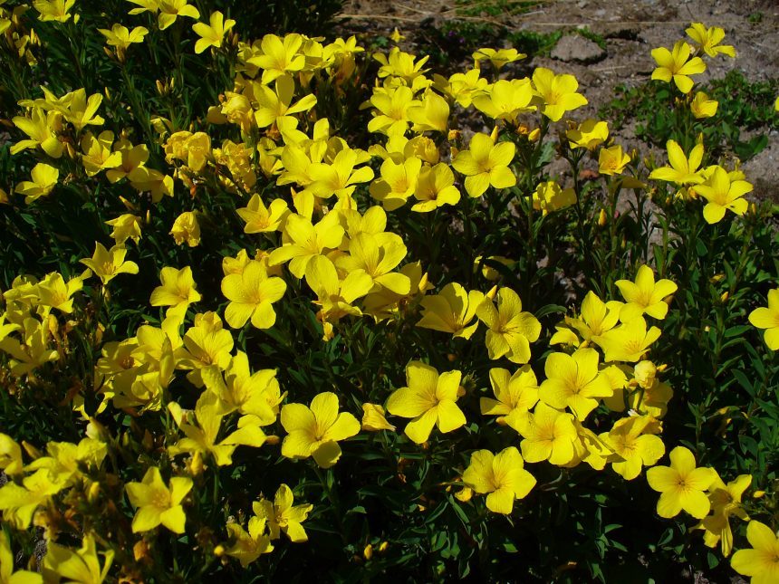 Linum flavum, H. Zell, CC BY-SA 3.0, https://commons.wikimedia.org/w/index.php?curid=8889544